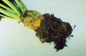 ریزومانیای چغندر